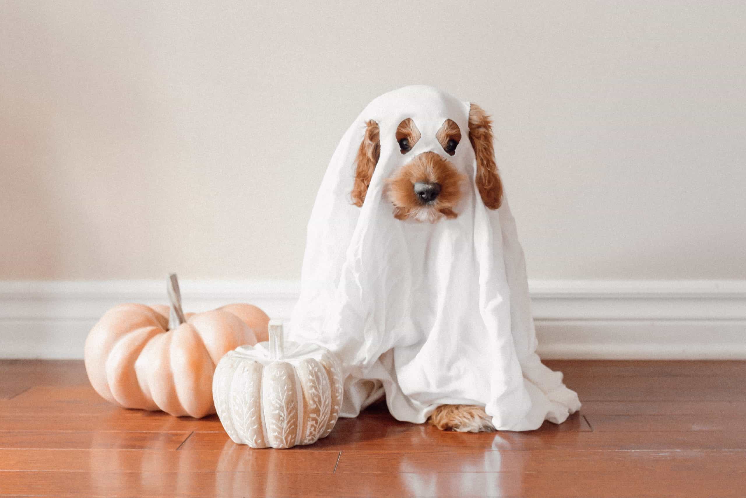 Dog in a ghost Halloween costume for pet safety during the Halloween season.