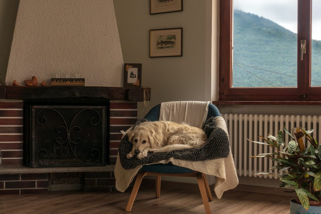Lonely dog resting in an armchair at home
