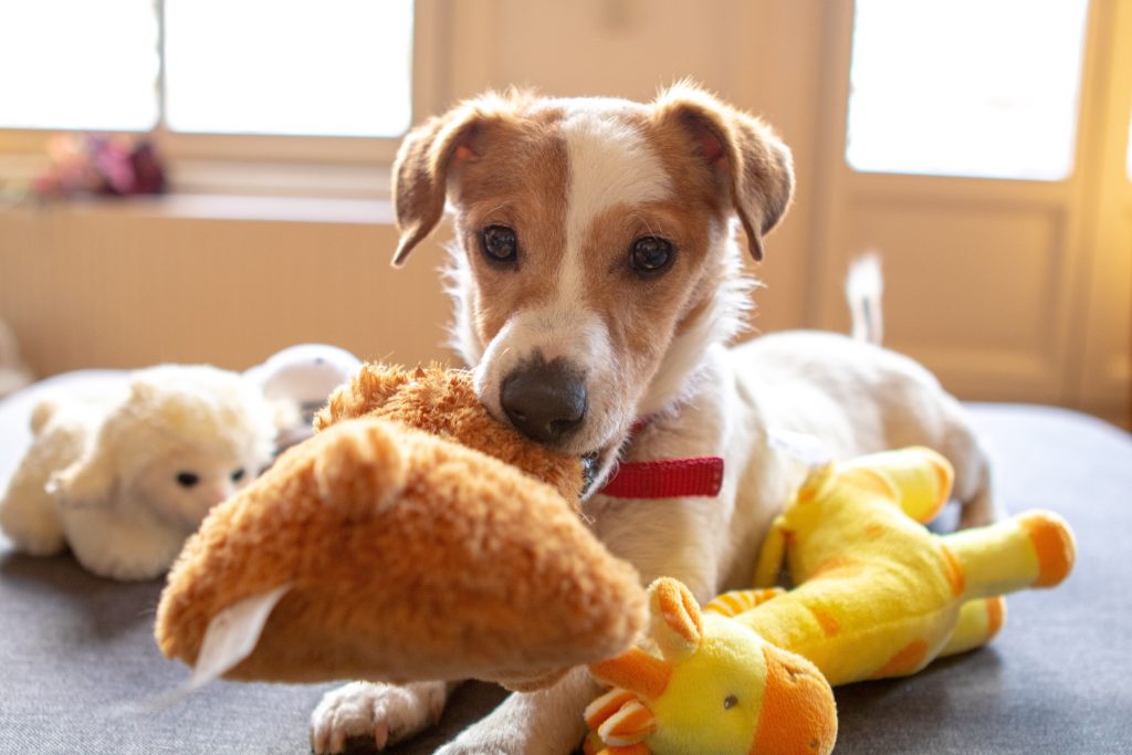 Adorable brown and white dog enjoying playtime, happily chewing on a stuffed toy while surrounded by a collection of plush companions on a comfy bed.
