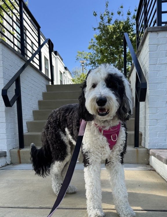 Black and white doodle dog in a pink harness on a one-on-one neighborhood dog walk in Montgomery County, MD