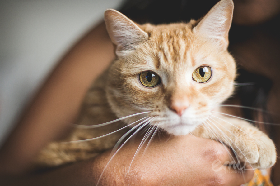 Cat receiving an in home visit from an Outward Bound Hounds pet sitter in Montgomery County, MD