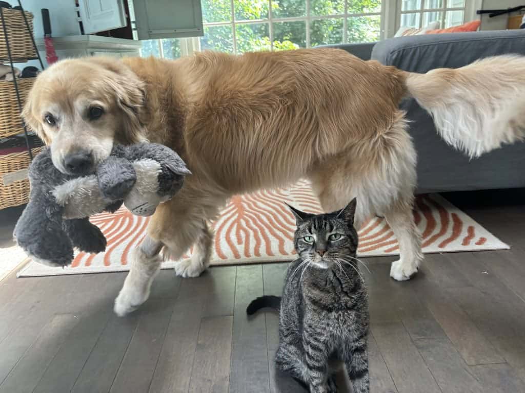dog walking schedule for working owners