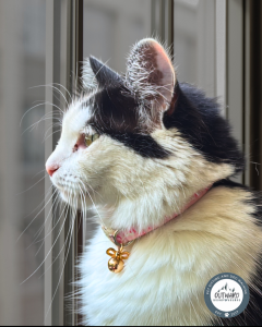 cat looking out window during owner's travel